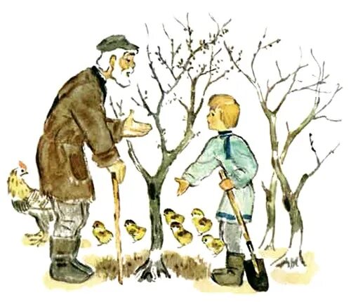 Дедушка посадил дерево 54. Старик и яблони л.н Толстого. Лев Николаевич толстой старик и яблони. Толстой старик и яблони читательский дневник. Л.толстой " старик и яблоки".
