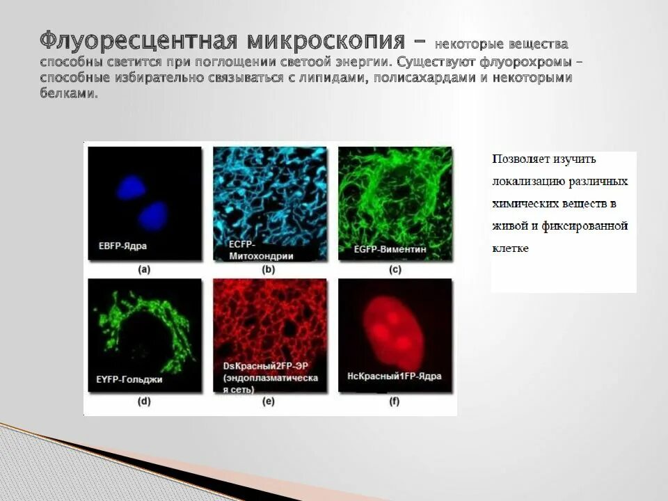 Люминесцентная (флуоресцентная) микроскопия. Краситель для люминесцентной микроскопии. Флуоресцентная микроскопия биопленки. Флуоресцентные красители для микроскопии. Называют обладают флюоресцируют