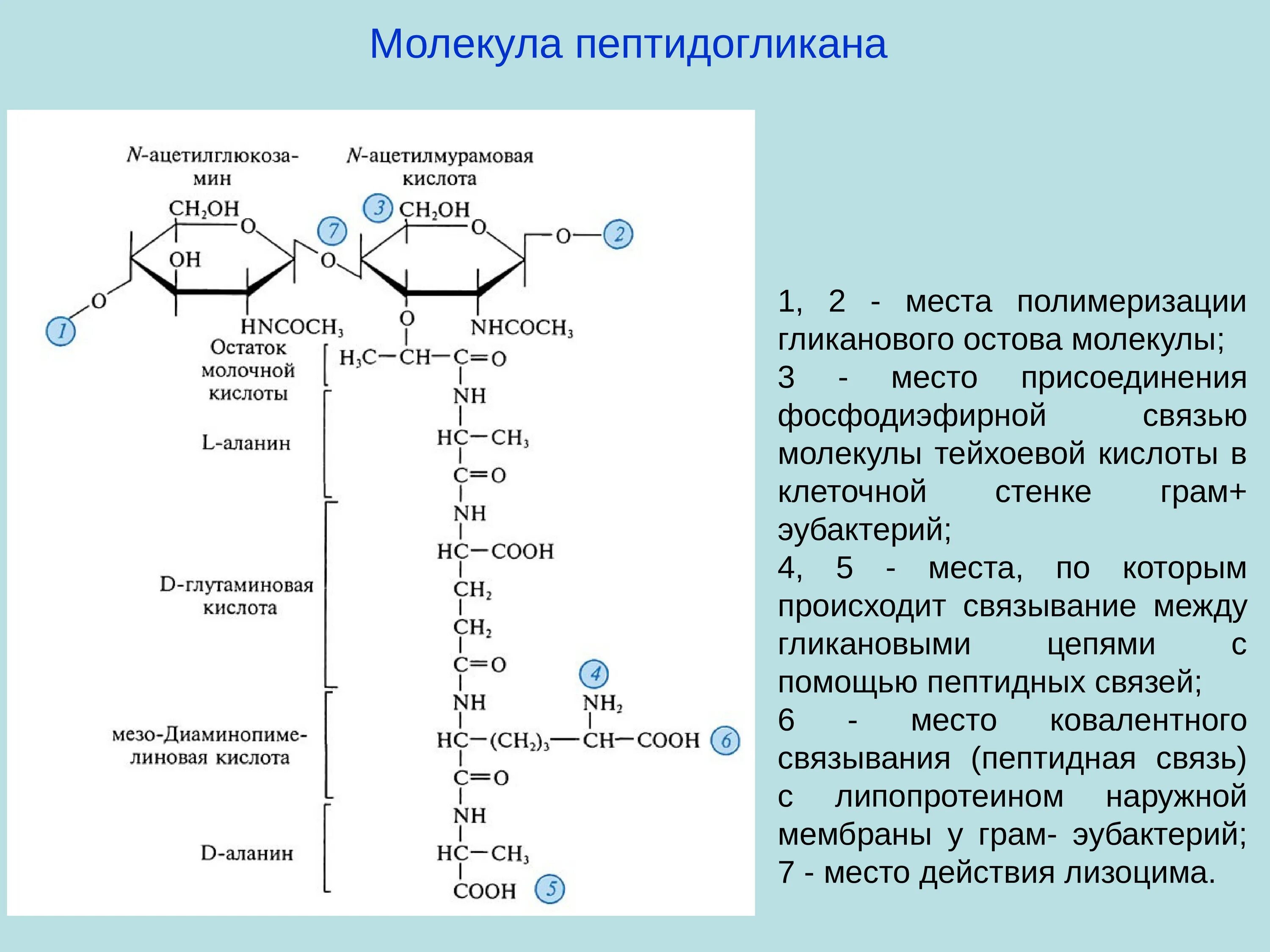 Муреин мономер. Структура пептидогликана микробиология. Пептидогликан клеточной стенки. Структура муреина.