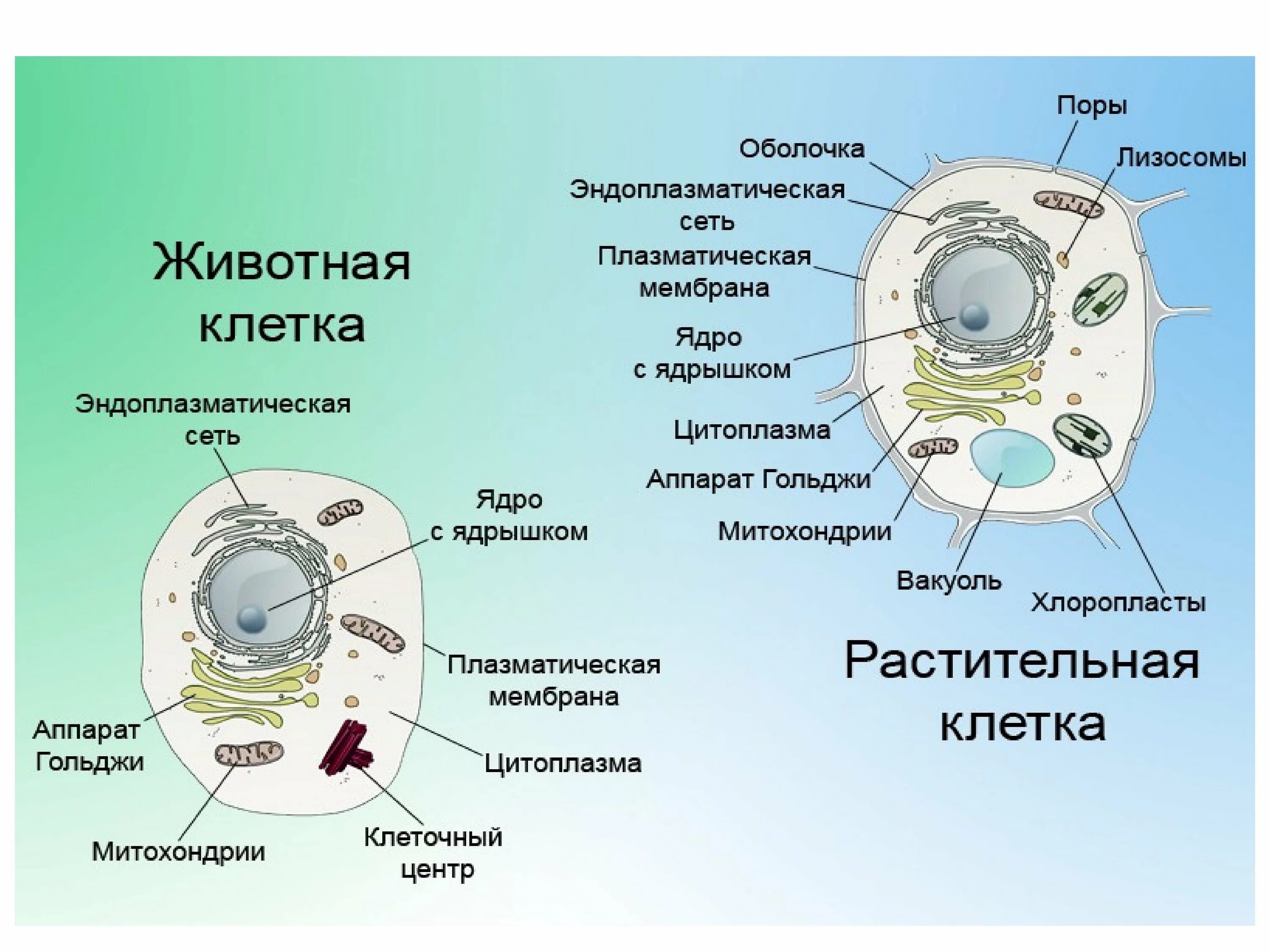 Эукариотических организмов имеется. Строение органоидов растительной и животной клетки. Строение органелл растительной клетки и животной. Строение органелл у растений. Строение животной клетки строение органоидов.