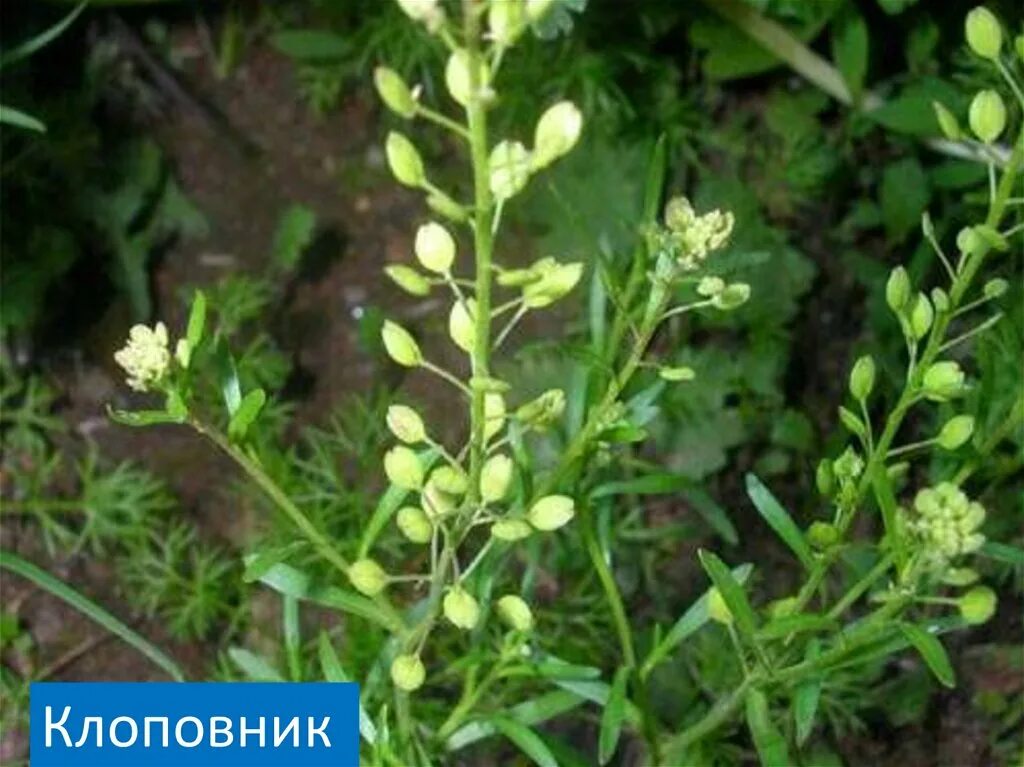 Клоповник виргинский. Свойства клоповника. Сорняк клоповник. Клоповник мусорный lepidium ruderale l. Свойства клоповника.