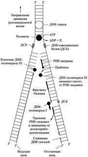 Репликативная вилка