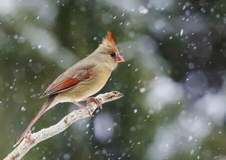 Редкие птицы зимой