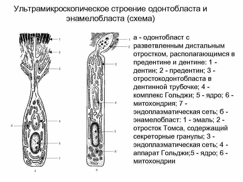 Особенность строения дентина какую функцию он выполняет. Ультрамикроскопическое строение энамелобласта. схема ультрамикроскопического строения энамелобласта. схема взаимодействия одонтобластов и дентина. одонтобласты гистология строение.