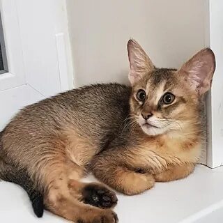 Кошка чаузи ф1