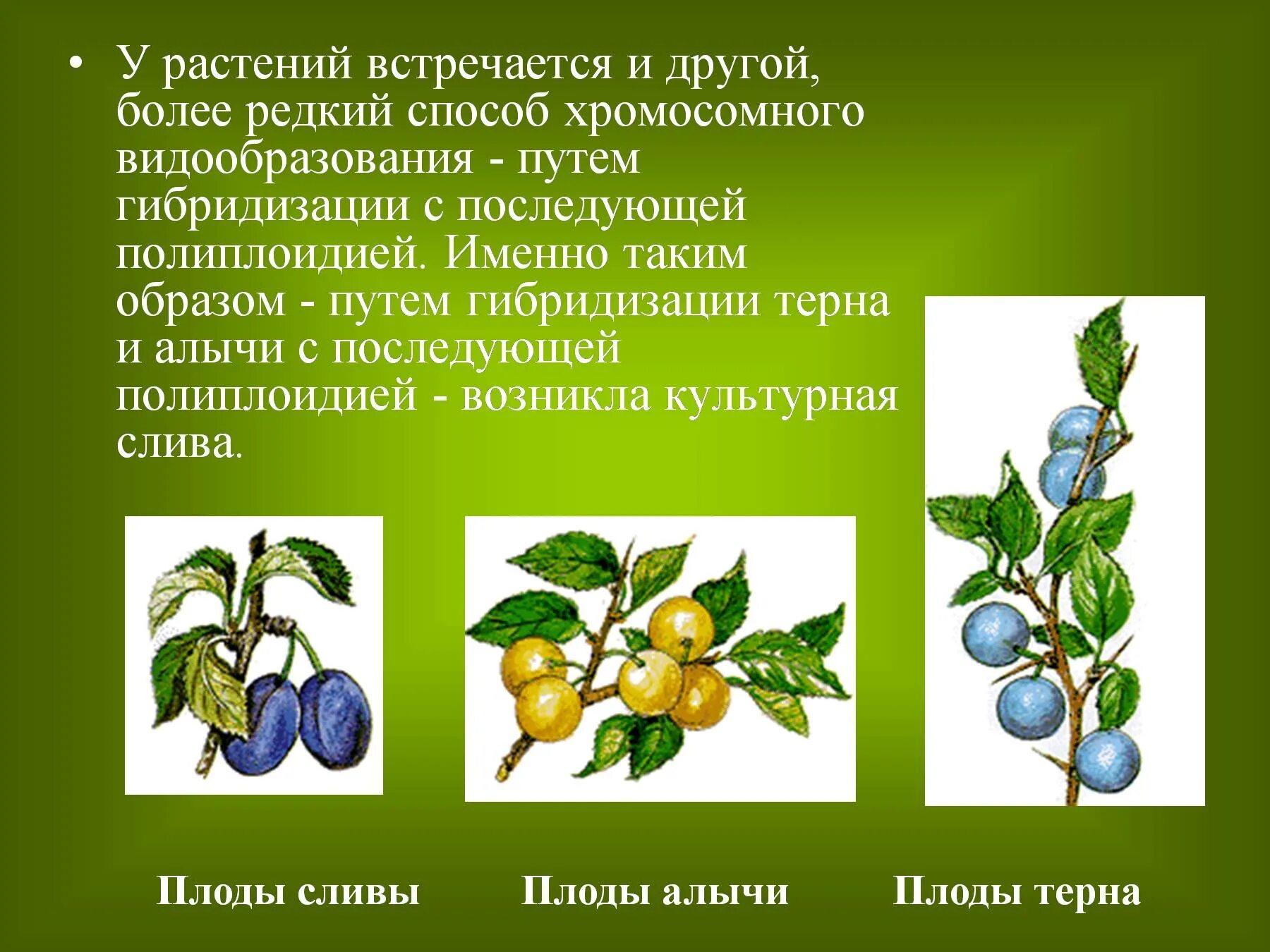 Приведите пример вещества которое встречается в растительных