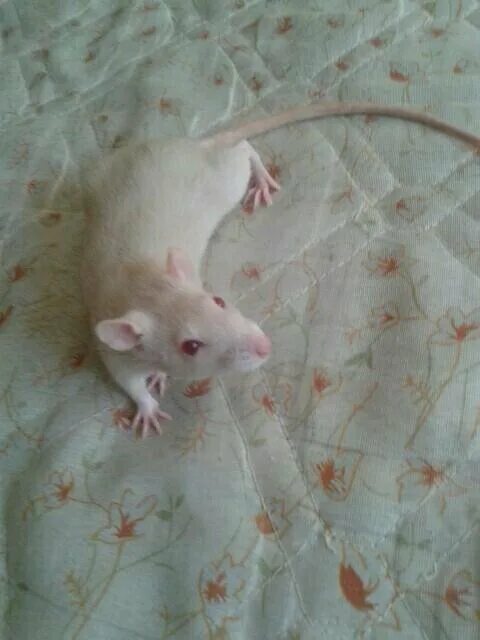 Ручная крыса. Декоративные крысы породы стандарт. Домик для крысы. Момент два метра рост крысы на спине. Крысы дамбо рекс стандарт.