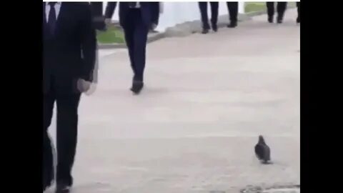 Голубь отдает честь