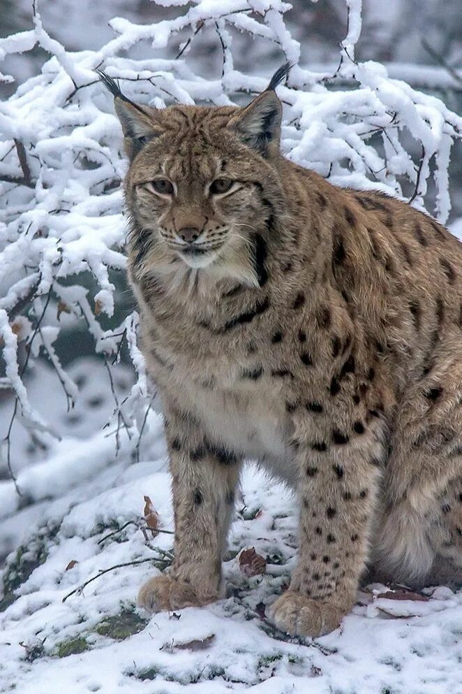 Рысь занесена. Рысь - Lynx Lynx (Linnaeus, 1758). Рысь Уссурийской тайги. Рысь в тайге. Рысь Сибирская краснокнижная.