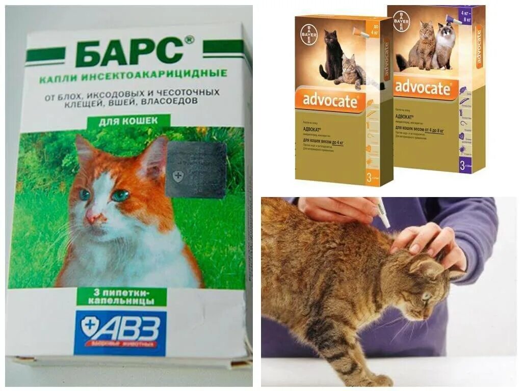 Как вылечить аллергию на кошек. Средство от блох для котят. капли от власоедов для кошек. капли от блох и власоедов для кошек. средство от блох и глистов для кошек.