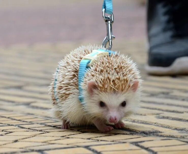 анекдот про ежика. шутки про ежей. как призвать ежика. ежик на проводах. день пьяного ежа.