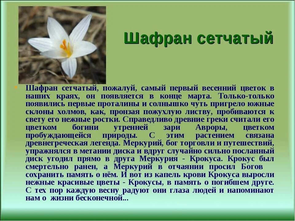 Шафран сетчатый. Сообщение о цветке Крокус. Крокус Легенда о цветке. Шафран прекрасный доклад. Весеннее пробуждение растений тест