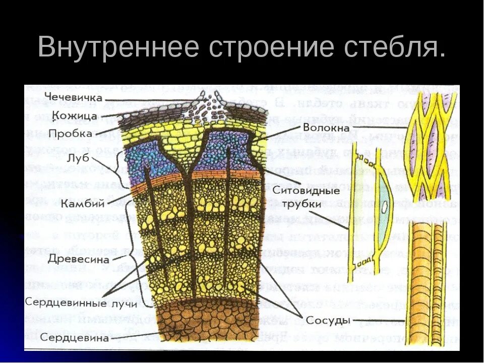 Луб состоит из мертвых клеток. Рис 62 внутреннее строение стебля. Внутреннее строение стебля 6 класс биология. Схема внутреннего строения стебля биология 6 класс. Внутреннее строение стебля и функции 6 класс биология.