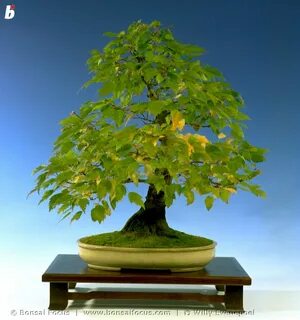 acer ginnala bonsai - tim-parts.ru.