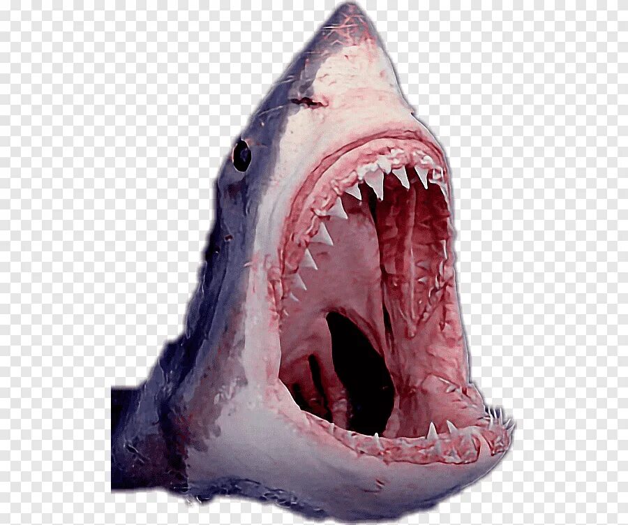 Акула открывает рот. Акула МЕГАЛОДОН челюсть. Акулас открытой павстью.