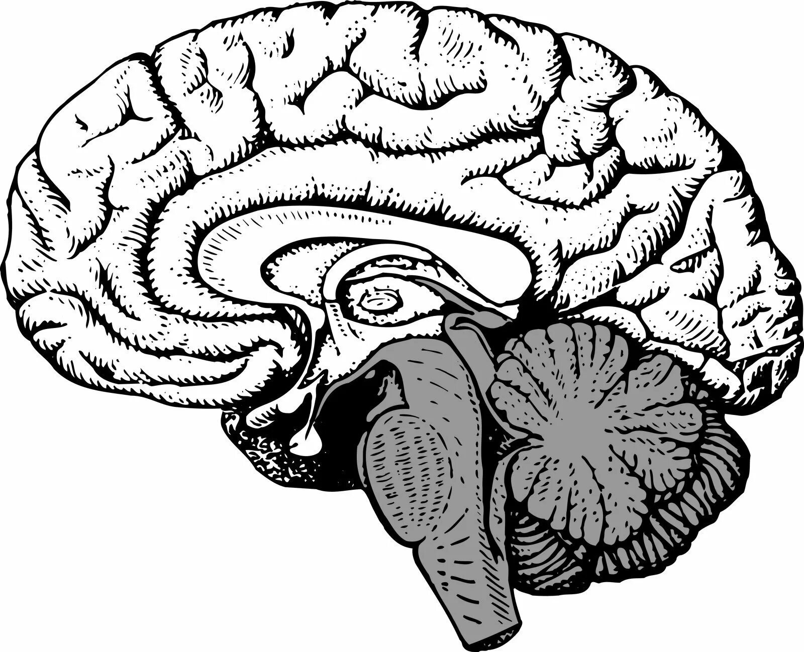 Сагиттальный разрез головного мозга человека. Сагиттальный разрез мозга анатомия. Сагиттальный разрез головного мозга человека рисунок. Сагиттальный срез головного мозга анатомия. Мозг без подписей