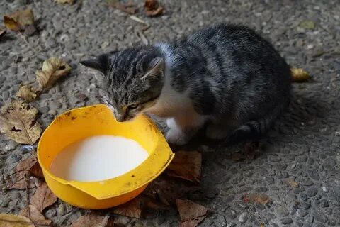 Кошка выпила молоко