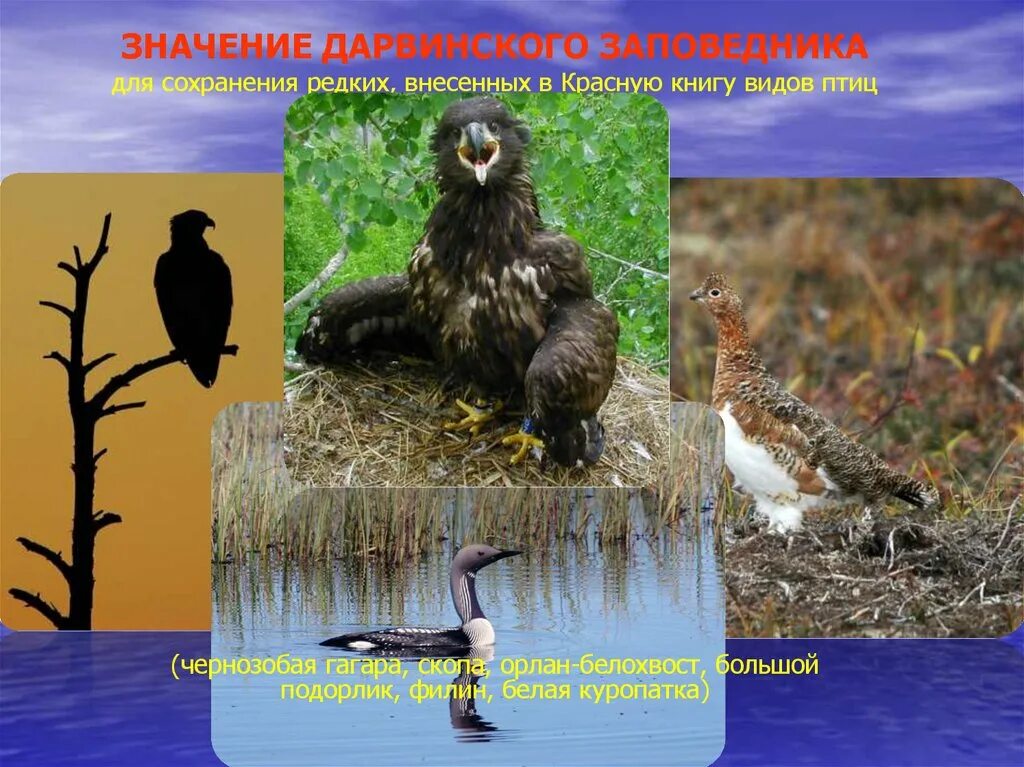 животные дарвинского заповедника. животные дарвинского заповедника. дарвинский заповедник животные и растения. дарвиновский заповедник в вологодской области. животные дарвинского заповедника.
