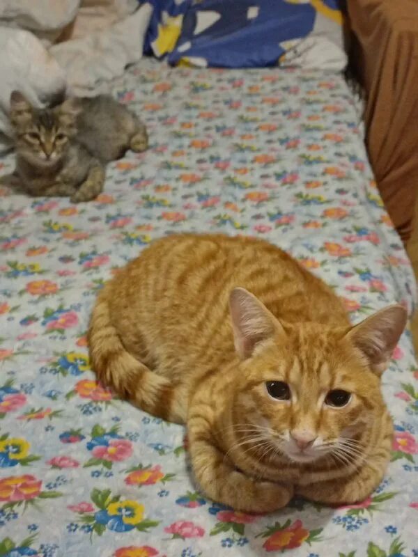 просто муся приют для кошек