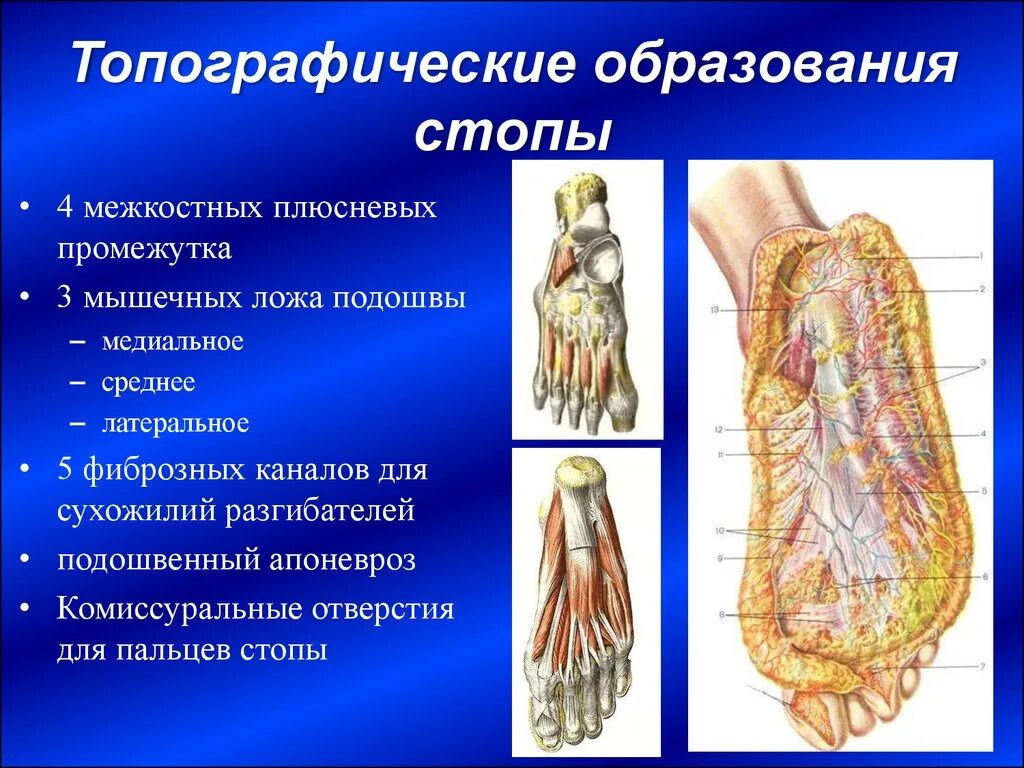 Подошвенная фасция стопы анатомия. Тыльная поверхность стопы топографическая анатомия. Фасциальные ложа стопы топографическая анатомия. Мышечно-фасциальные ложа подошвы стопы, с.