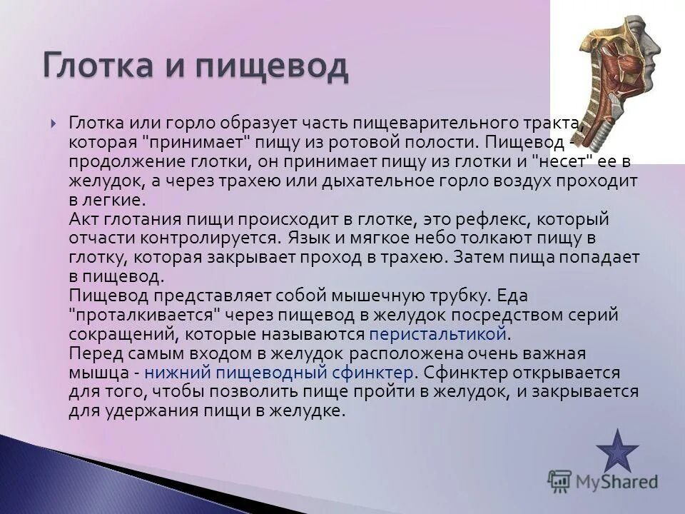 строение ротовой полости сбоку. носоглотка как образовано слово. глотка отделы строение функции. хоаны. носоглотка как образовано слово.