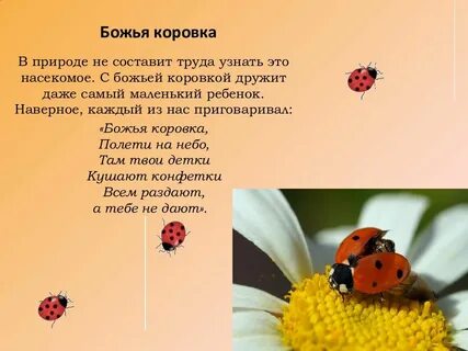 Описание божьей коровки