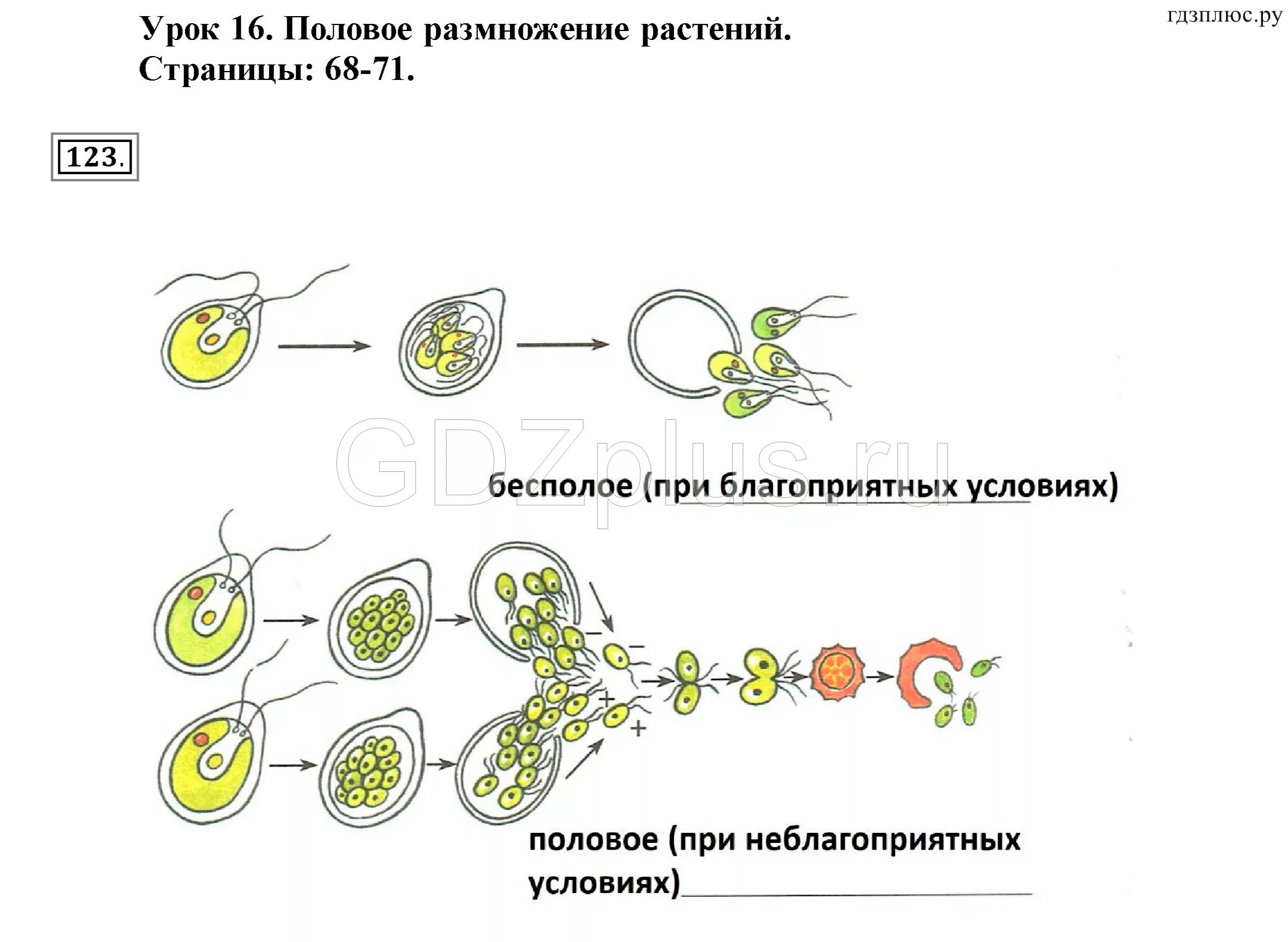 Условия бесполого размножения. Схема полового размножения растений 6 класс. Схема полового размножения растений биология 6 класс. Половое размножение растений - это размножение. Бесполое и половое размножение биология 6 класс.