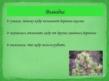 Почему кедр можно назвать щедрым