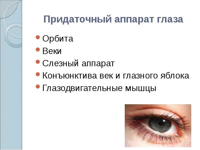 Орбиты глаз и придаточные. Место выхода глазного нерва. Верхняя глазничная щель образована. Наружная стенка глазницы. Строение глаза человека конъюнктива.