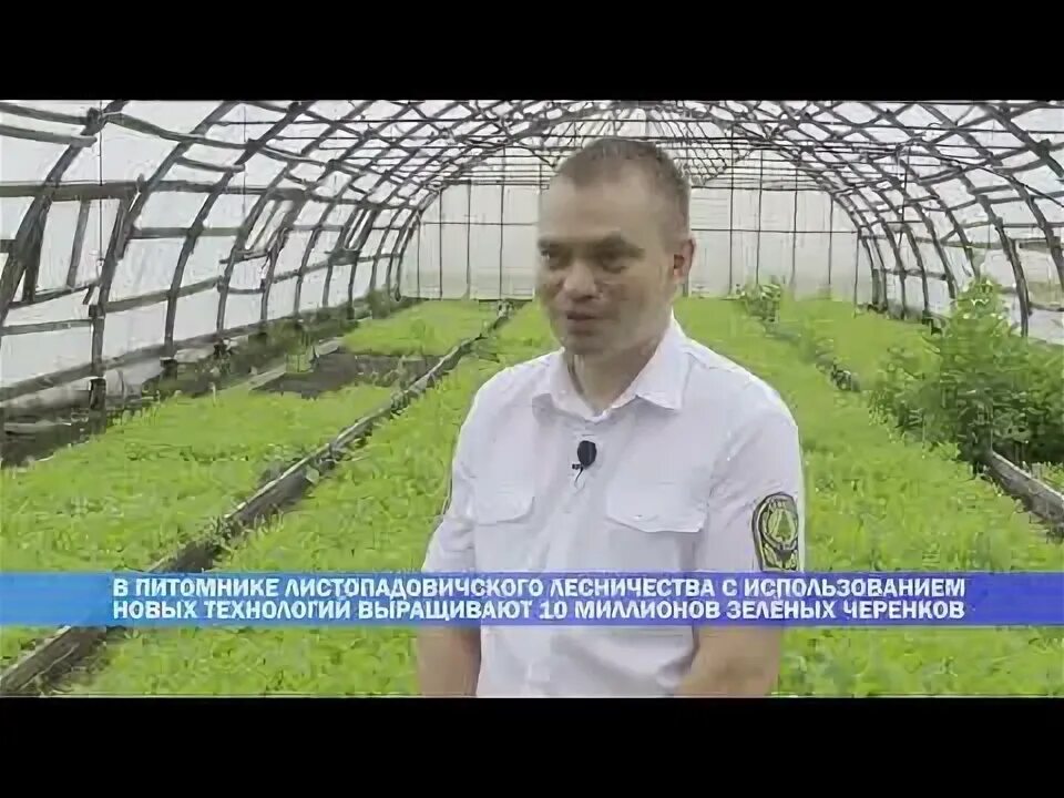 Старобинский лесхоз. Старобинский лесхоз