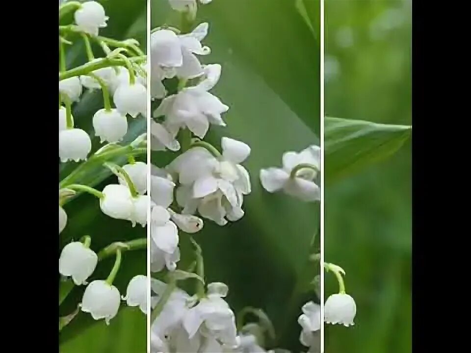 Солнце теплое душистого ландыша