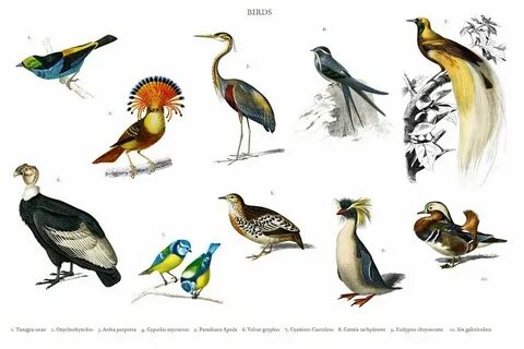 Bird example