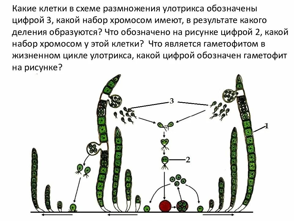 Хромосомный набор спор и гамет кукушкина льна. Улотрикс цикл развития. Жизненный цикл улотрикса. Улотрикс размножается. Размножение водоросли улотрикса.