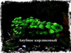 Дырки на листьях анубиаса