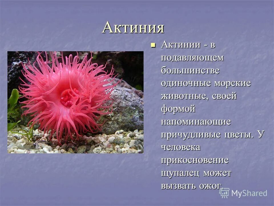 Актиния Кишечнополостные. Одиночный коралловый полип актиния. Актиния анемон гемантус. Кишечнополостные коралловые актинии.