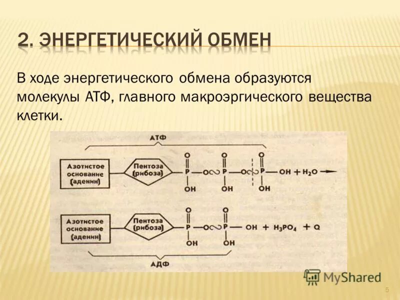 Количество синтезированных молекул атф. Количество синтезированных молекул атф