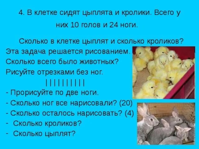 Сколько ног у кролика. Задачи на головы и ноги. Задача про кроликов и кур про ноги. Задачи про головы и ноги 4 класс. Сколько кроликов.