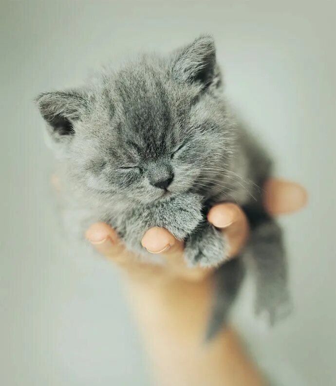 К чему снятся котята маленькие красивые. Котенок на ладошке. Котенок на руках. Котенок на ладони. Маленький котенок.