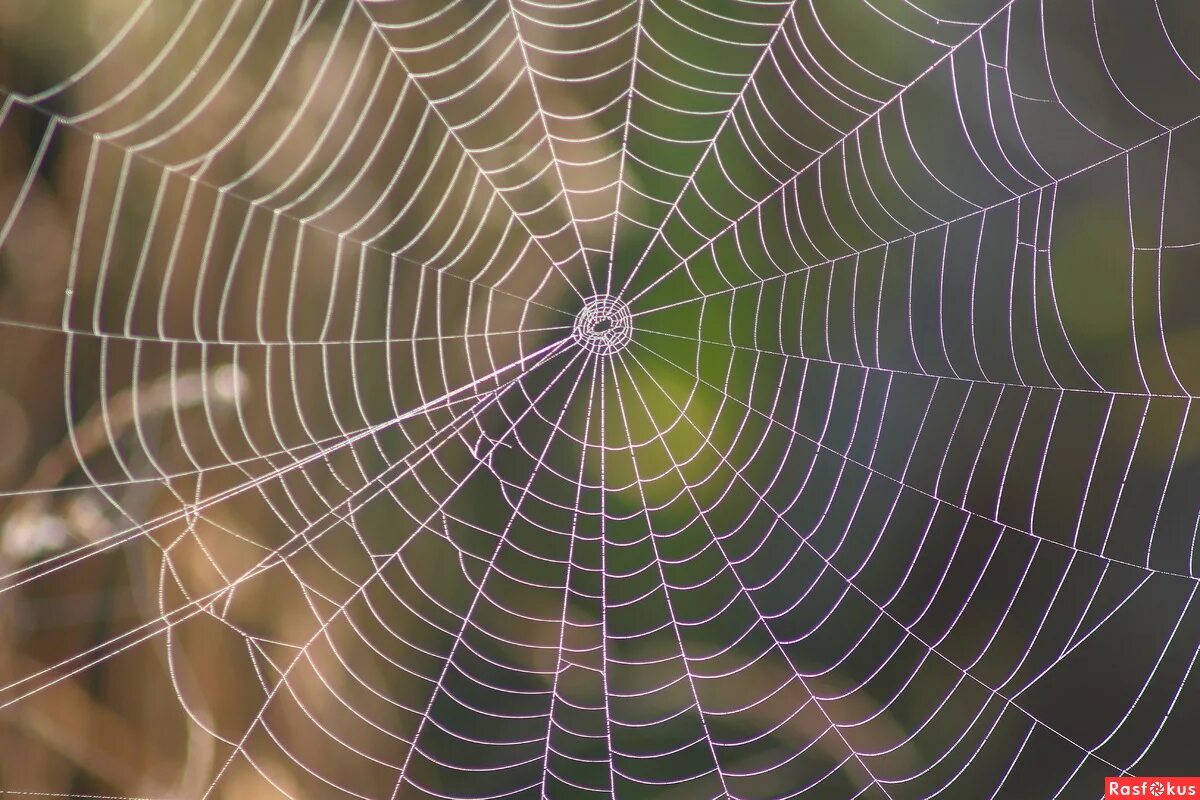 Ловчая сеть паука охотника. Паутина ловчая сеть. Паутинная сеть паука. Ловчая сеть паука крестовика. Ловчая сеть паука.