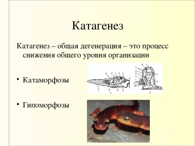 Примерами дегенерации являются. Катагенез. Катагенез примеры. Общая дегенерация катагенез примеры. Общая дегенерация это в биологии.