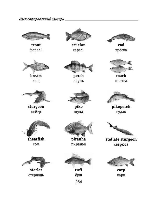 6 класс русский язык рыб. Названия рыб на французском языке. Виды рыб. Названия рыб на английском. Рыбы на английском языке с переводом.