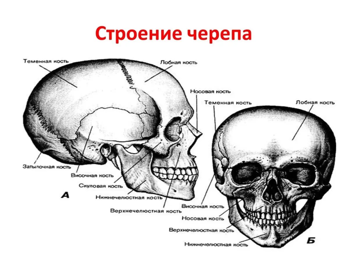 Кости черепа каждая кость. Кости черепа человека анатомия. Череп сбоку названия. Строение костей черепа туловища. Кости черепа структура.