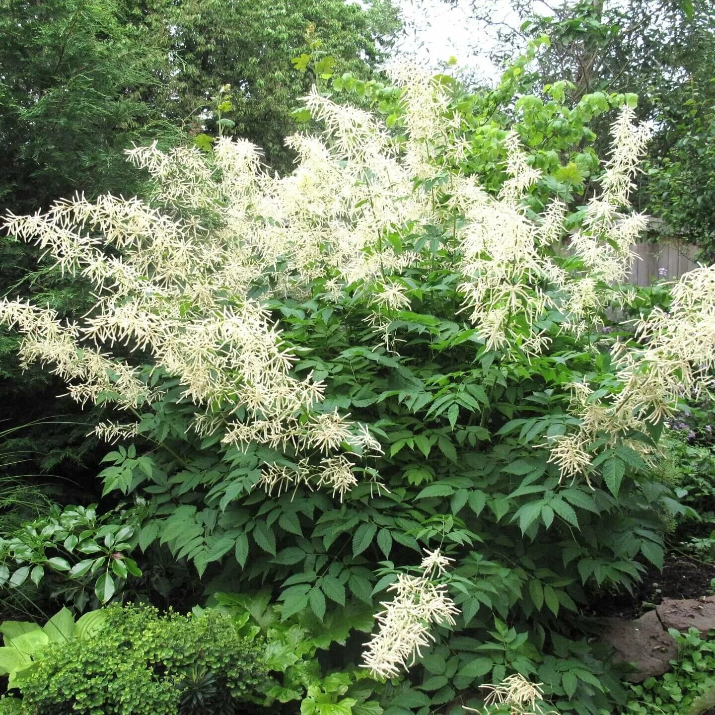 Волжанка Арункус обыкновенная. Волжанка китайская (Aruncus sinensis `Zweiweltenkind`). Волжанка двудомная (Aruncus dioicus). Арункус / Волжанка двудомная.