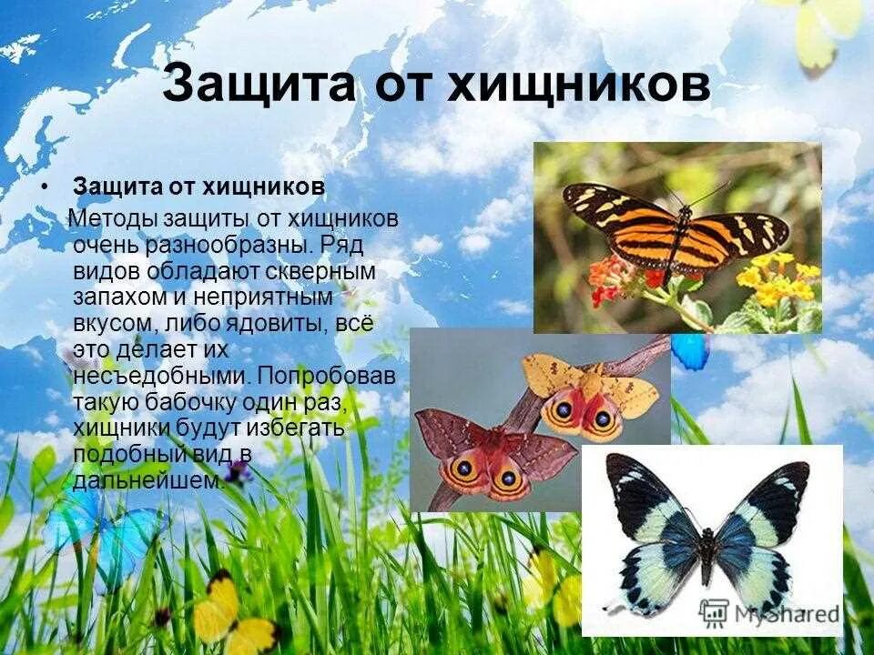 Текст описания бабочки. Чешуекрылые чешуекрылые. Сообщение о бабочке. Бабочки для презентации для детей. Бабочки или чешуекрылые.