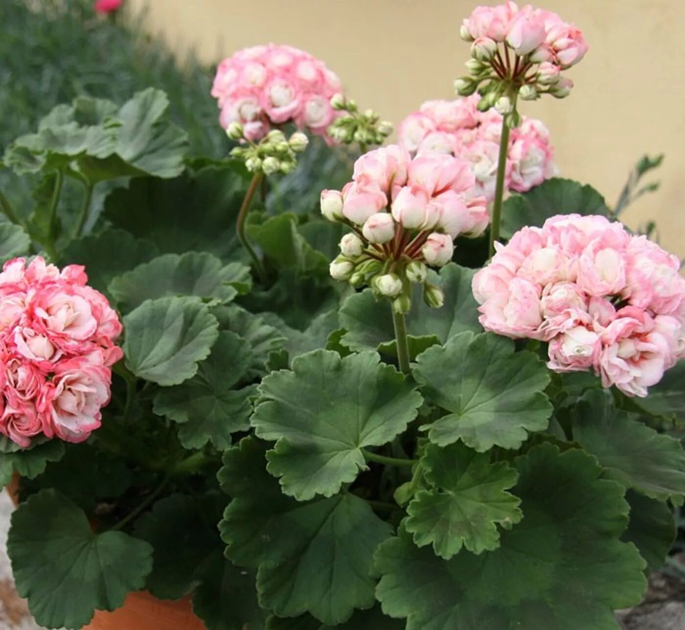 Пеларгония Fischers Appleblossom. Пеларгония Эппл блоссом. Пеларгония эплблоссом розебуд. Сорт пеларгонии Appleblossom Rosebud.