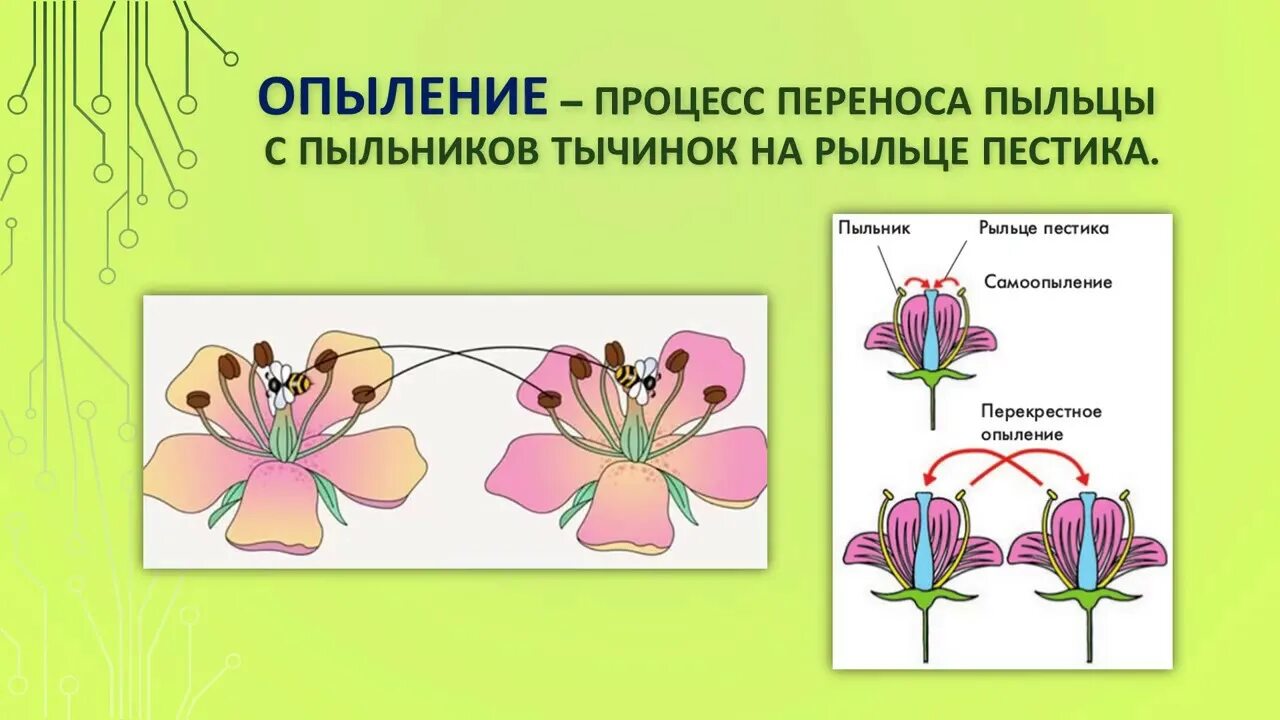 Опыление покрытосеменных растений. Опыление и размножение цветковых растений. Способы опыления покрытосеменных. Опыление у цветковых растений 6 класс биология. Характеристики оплодотворение после опыления установите соответствие