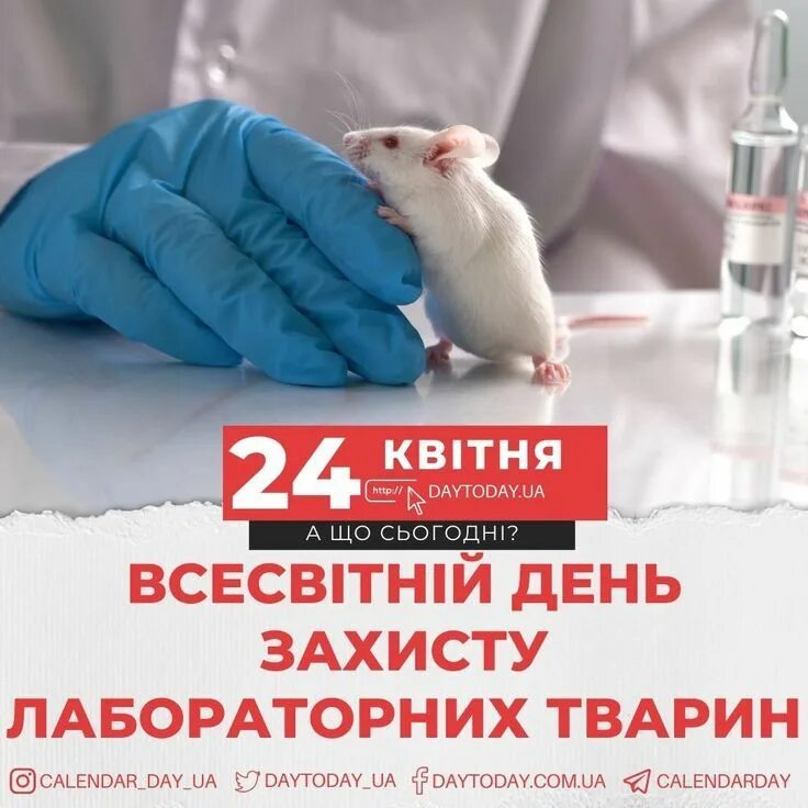 Lab mouse