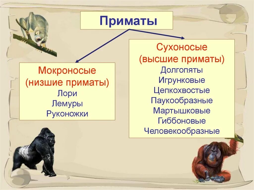 Отряд приматы систематика. Классификация приматов 7 класс биология. Отряд приматы классификация 7 класс. Класс млекопитающие отряд приматы. Человек относится к классу приматов