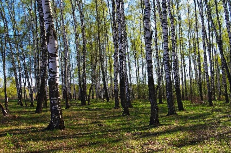 Токсово Березовая роща. Пальтау Березовая роща. Березовая роща Полевской. Березовая роща 24/1.