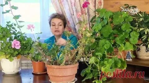 Герань вытянулась что делать